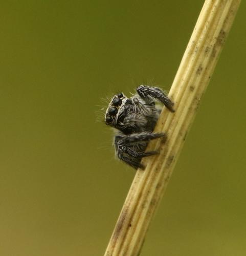 Réf. 285 189 : Philaeus chrysops